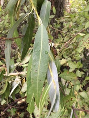 Salix