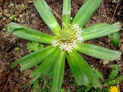 Scilla peruviana elongata