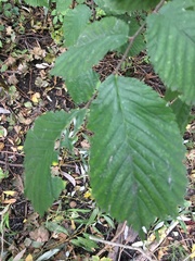 Ulmus glabra