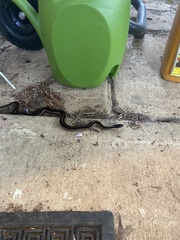 Thamnophis sirtalis sirtalis