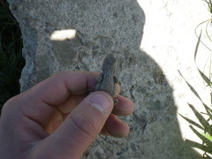 Sceloporus occidentalis occidentalis
