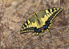 Papilio machaon