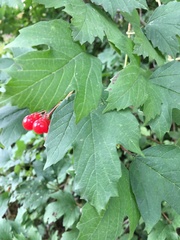 Viburnum opulus