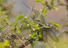 Anacridium aegyptium