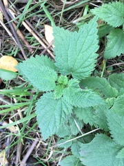 Urtica dioica
