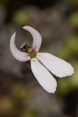 Stylidium petiolare