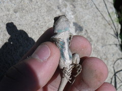 Sceloporus occidentalis occidentalis