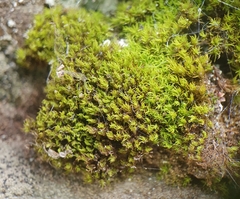 Trichostomum brachydontium