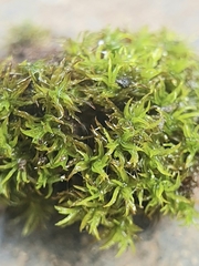 Trichostomum brachydontium