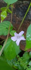 Ruellia tuberosa