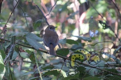 Catharus occidentalis