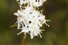 Borya sphaerocephala