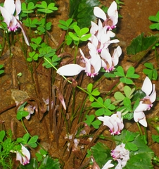 Cyclamen africanum