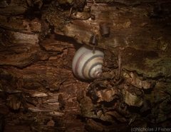 Posorites conscendens