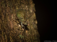 Cotylana angustifrons