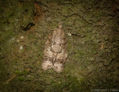 Polylopha epidesma