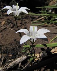 Wahlenbergia stellarioides