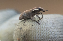 Pseudocleonus grammicus