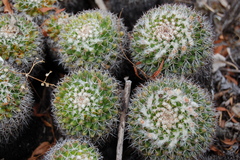Mammillaria karwinskiana nejapensis