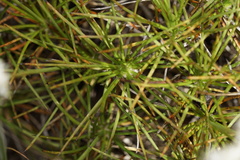 Borya sphaerocephala