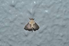 Agrotera posticalis