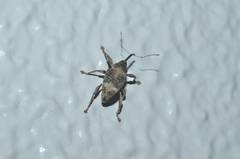Curculio robustus