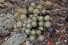 Mammillaria karwinskiana nejapensis