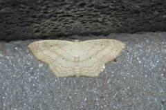 Scopula ignobilis