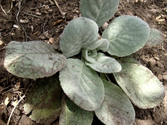 Verbascum rotundifolium