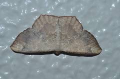 Peratostega deletaria