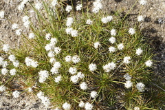 Borya sphaerocephala