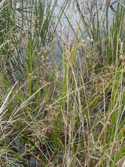 Juncus oxycarpus