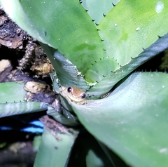 Dendropsophus sanborni