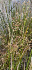 Juncus oxycarpus