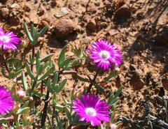 Lampranthus haworthii