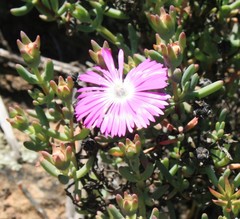 Lampranthus haworthii