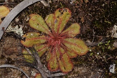 Drosera bulbosa