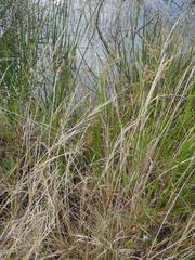 Juncus oxycarpus