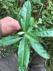 Cirsium arvense