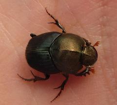 Proagoderus aureiceps