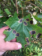 Rhytisma acerinum