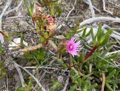 Ruschia diversifolia