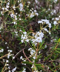 Logania linifolia