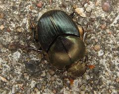 Proagoderus aureiceps