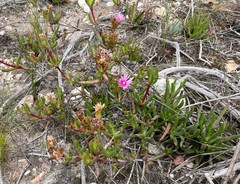 Ruschia diversifolia