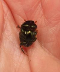 Proagoderus aureiceps