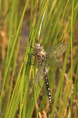 Aeshna interrupta interrupta