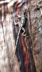 Anolis schiedii