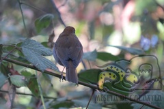 Catharus occidentalis