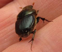 Proagoderus aureiceps